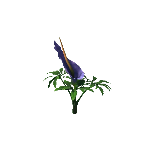 Flower Dracunculus Species 4 2